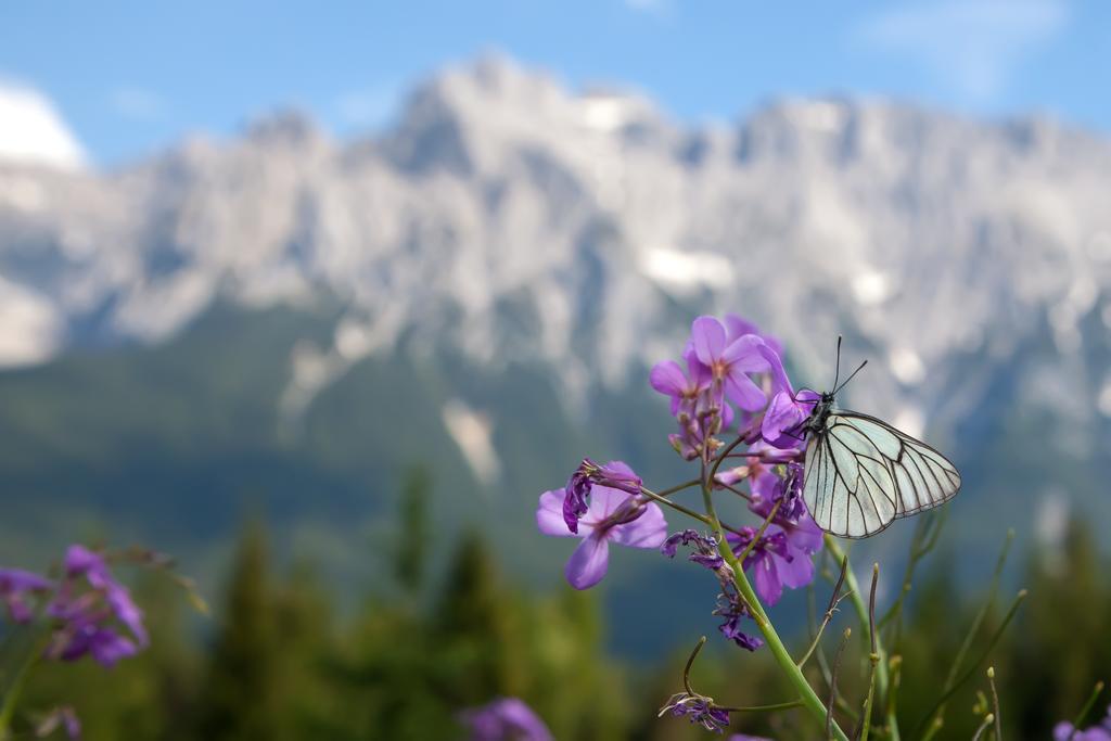 Gaestehaus Edlhuber Mittenwald Luaran gambar